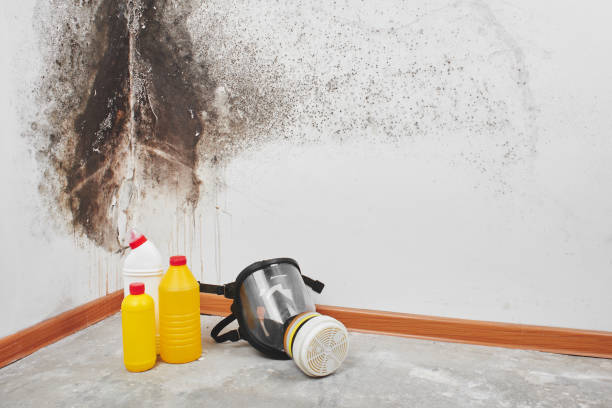 Best Mold Damage Repair  in Belterra, TX