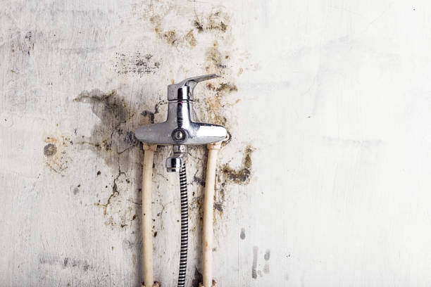 Trusted Belterra, TX Mold Removal Experts
