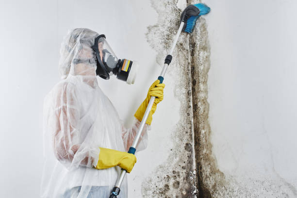 Best Attic Mold Removal  in Belterra, TX