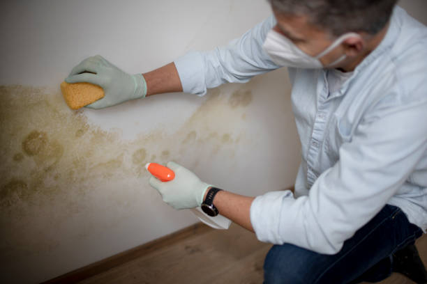 Best Toxic Mold Removal  in Belterra, TX