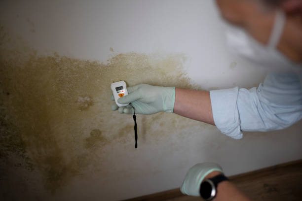 Best Residential Mold Removal  in Belterra, TX