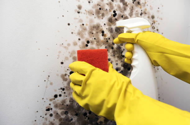 Best Commercial Mold Removal  in Belterra, TX