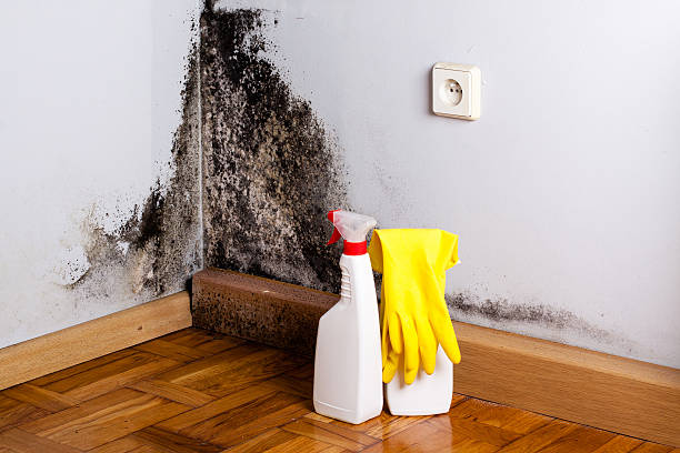 Best Residential Mold Removal  in Belterra, TX