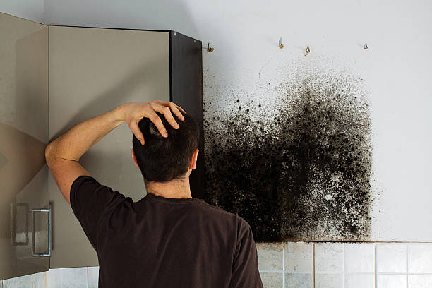 Best Mold Damage Repair  in Belterra, TX